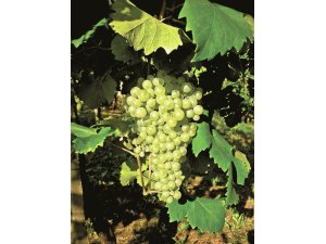 Üzüm için sigortalama süresi 28 Şubat’ta sona eriyor