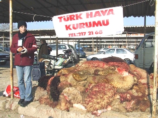 THK, Sarayönü'nde 554 deri topladı