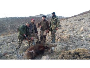 Karaman'daki sürek avda 82 yaban domuzu vuruldu