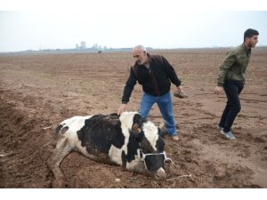 Çaldıkları inekleri götüremeyince bıçakladılar