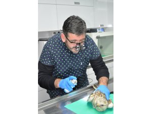 Ateşli silahla yaralanan kartala müdahale