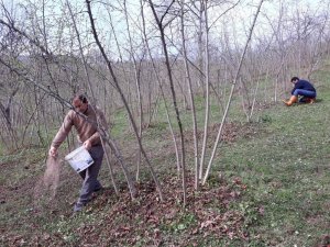 Örnek fındık bahçeleri artıyor