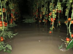 Kaş’ta su içinde kalan seralarda sezon erken bitti