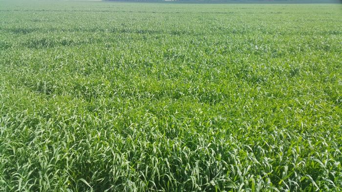 Konya'da satılık tarla