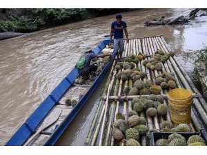 Çin'in artan durian meyvesi talebi Malezya ormanlarını tehdit ediyor