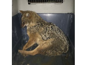 Otomobilin çarptığı çakal İstanbul’a gönderildi