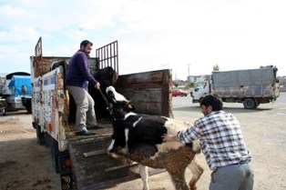 Kurbana eziyet, etini sertleştiriyor