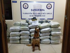 Şanlıurfa’da 453 kilo esrar ele geçirildi
