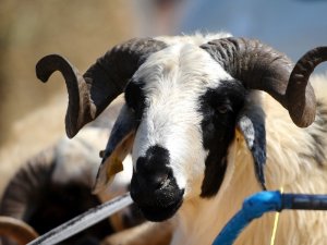 Büyükbaş ve küçükbaş hayvan sayısı 77 bin 731 oldu