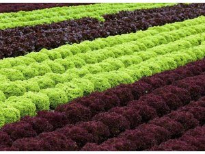 Beypazarı'nın tarımsal üretim verileri