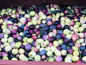 Mut zeytinyağı dünyaya açılıyor