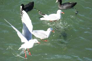 Beyşehir Gölü'nde martıların ekmek kavgası