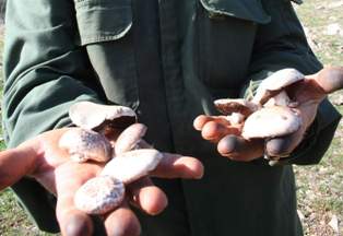 Sarayönü'nde mantar alternatif ürün olacak