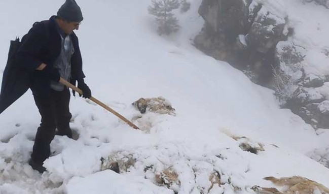 Konya'da vahşet! 7 köpek, ayakları bağlı halde ölü bulundu