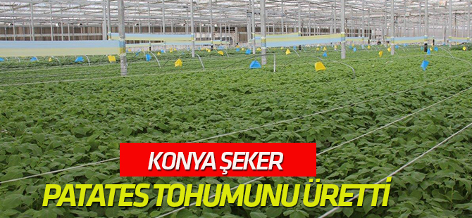 Konya Şeker, Patates tohumunu üretti