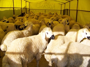 Bayraktar: Hayvanları karantinaya alalaım