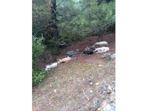 Gaziantep’te zehirlenen 6 köpek telef oldu