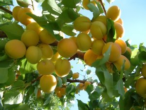 TARSİM’den kayısı üreticilerine sigorta uyarısı