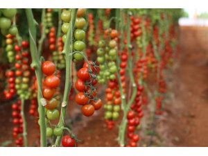 Sera paketi Türkiye Tarımı için büyük fırsat