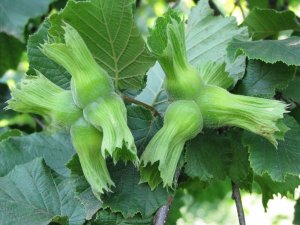 TARSİM’den fındık için sigorta uyarısı