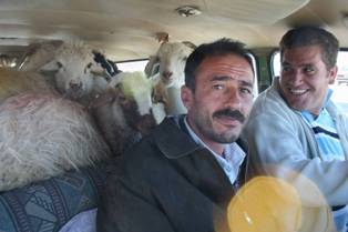 Bir otomobilde 9 kurbanlık koyun