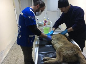 Aracın çarptığı köpek tedavi altına alındı