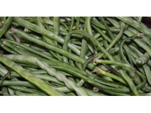 Taze börülce üretiminde Muğla ilk sırada