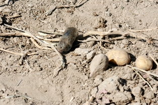 Altınekin'de tarla fareleriyle mücadele