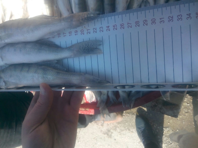 Boy limiti altı balık satışına ceza