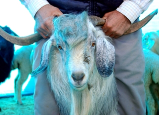 Kimse Yok mu gönülleri fethetti