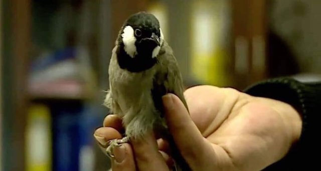 Avusturya, Iraklı 'kaçak' bülbülü sınır dışı etti