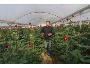 Gül üreticisinin yüzü ithal gül yüzünden gülmedi