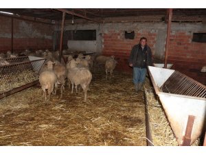 Üreticiye destek küçükbaş hayvan üretimini arttırdı