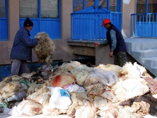 THK Kulu'da 315 deri topladı