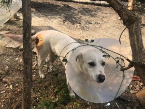 Sokak ortasında köpeği bıçakladı