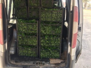 Jandarma’dan kaçak içki operasyonu