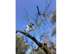 Leopar değil av köpeği