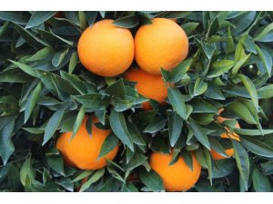 Mersin, turunçgilde ürün kayıplarını en aza indirmek için harekete geçti