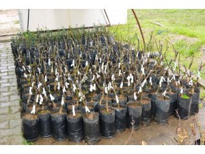 Çiftçisini destekleyen belediye