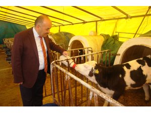 Sivas'ta ilkbahar şap aşılaması başladı