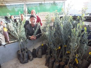 Silifke’de çiftçilere 10 bin zeytin fidanı dağıtıldı