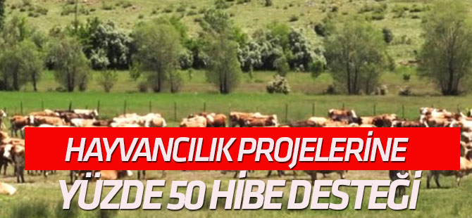 Hayvancılık projelerine yüzde 50 hibe desteği