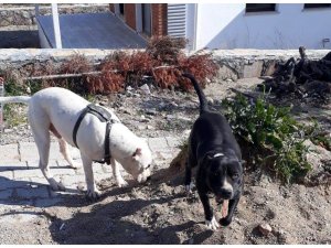 Gömeç’te köpek operasyonu
