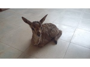 Yavru ceylanı köpek saldırısından çobanlar kurtardı