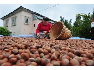 Düzce’den 2018 yılında 13 bin 797 ton iç fındık ihraç edildi