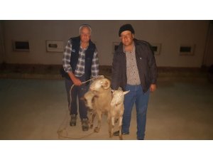 Çalınan koyunlar Buca’da bulundu