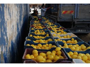 Yağışlar hasadı geciktirdi, limon dalında kaldı