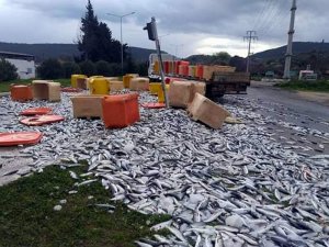 Tırdan düşen kasalar karayolunu balık haline çevirdi