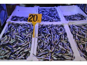 Hamsi Out, istavrit İn...