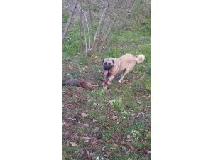 Köye inen kurdu çoban köpekleri telef etti